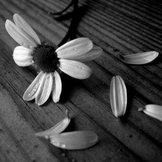 Estúpidas margaritas